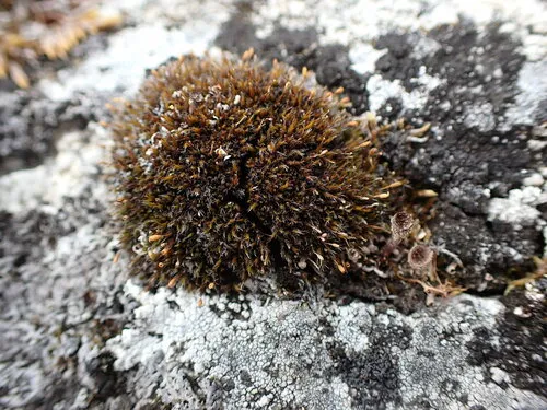 North Grimmia