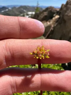 Klamath Mountain buckwheat thumbnail 3