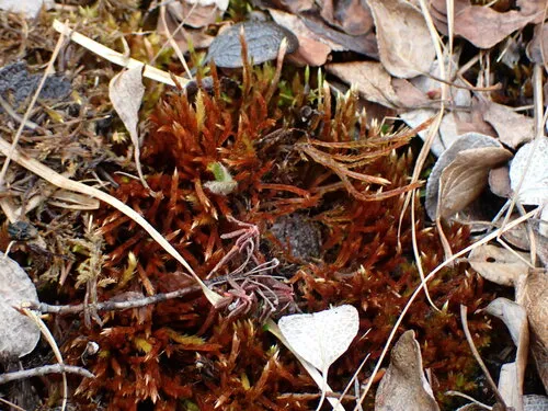 Golden Erect-capsule Moss