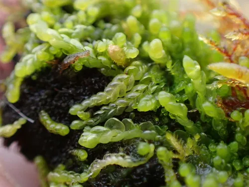 Macoun's Flapwort