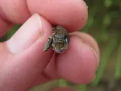 Sheepshead Minnow thumbnail 2