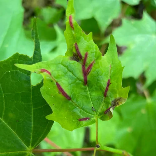 Gouty Vein Midge