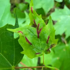 Gouty Vein Midge thumbnail 1