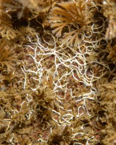 Filigree Worm thumbnail 1