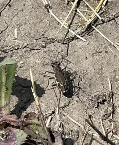 Variable Tiger Beetle thumbnail 3