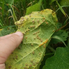 Hollyhock Rust thumbnail 3