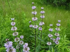 Tuberous Jerusalem sage thumbnail 3