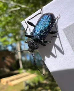 Violet tanbark beetle thumbnail 4