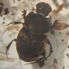 Small black-and-brown Dung Beetle thumbnail 1