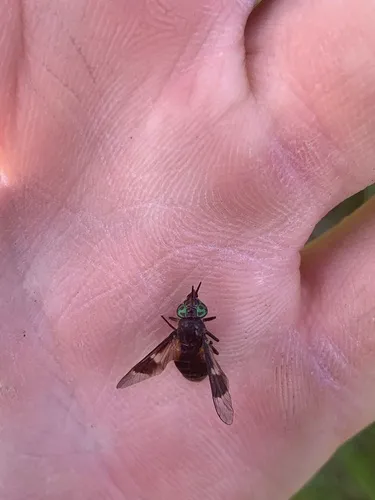 Chrysops dawsoni