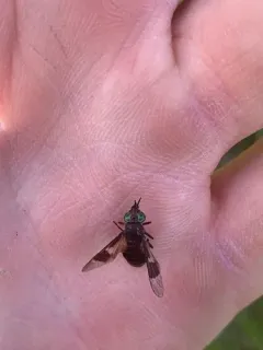 Chrysops dawsoni thumbnail 1