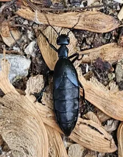 Buttercup Oil Beetle thumbnail 2