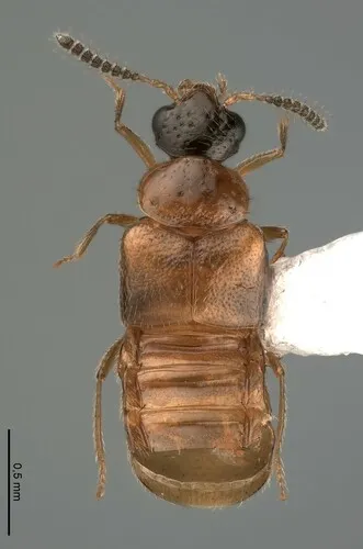Gyrophaena neonana