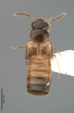 Gyrophaena gaudens thumbnail 2