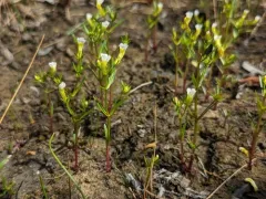 Quarterman's Hedge-hyssop thumbnail 3