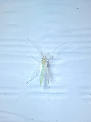 Endochironomus subtendens