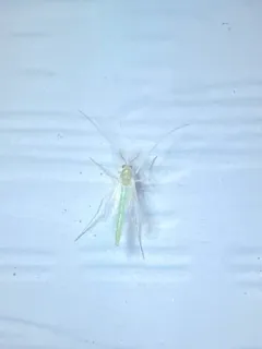 Endochironomus subtendens thumbnail 1