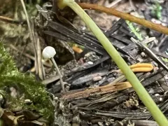 Resinomycena montana thumbnail 2