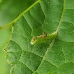 Grape Plume Moth thumbnail 2