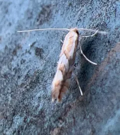 Aspen Leaf Blotch Miner thumbnail 3