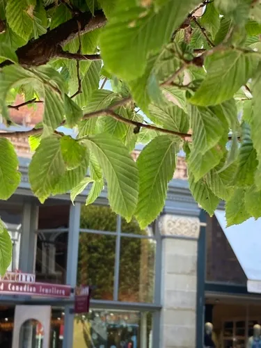 European Hornbeam