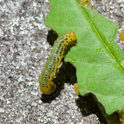 Mountain Ash Sawfly