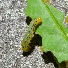 Mountain Ash Sawfly thumbnail 1
