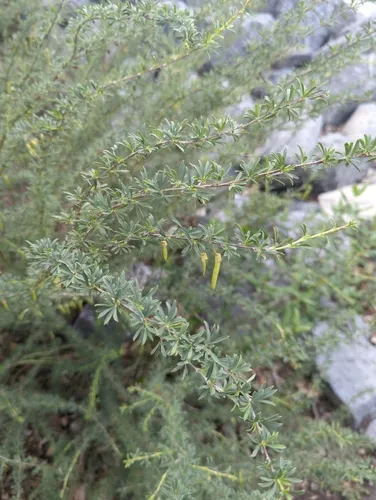 Pygmy Caragana