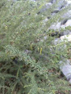 Pygmy Caragana thumbnail 1