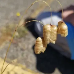 Greater Quaking Grass thumbnail 4