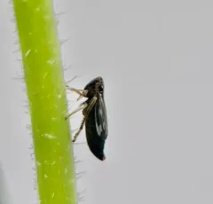 Evacanthus nigramericanus thumbnail 3