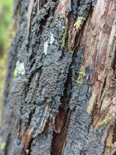 White-rimmed shingle lichen thumbnail 3