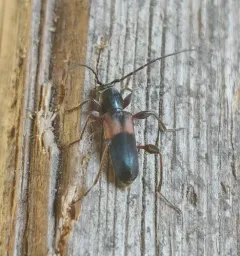 Phymatodes dimidiatus thumbnail 3