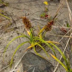 big-head sedge thumbnail 3