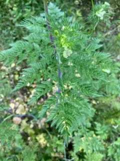 Parsnip Chervil thumbnail 1