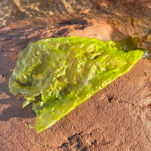 Broadleaf Sea Lettuce