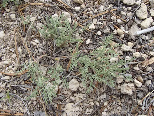 Peck's Milkvetch