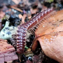 Nearctodesmus insulanus thumbnail 4