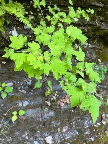 Cluster Cup Rust