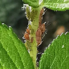 Rose Aphid thumbnail 2