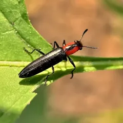 Slender Lizard Beetle thumbnail 1