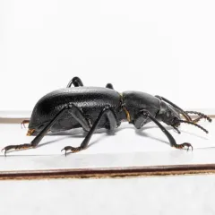 California Broad-necked Darkling Beetle thumbnail 3