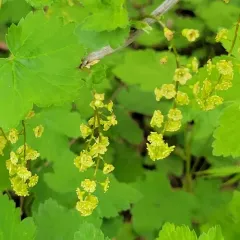 Red Currant thumbnail 2