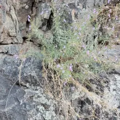 Riggins Penstemon thumbnail 3