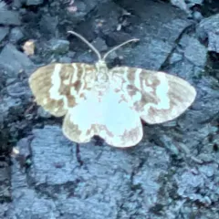 Trichodezia californiata thumbnail 3