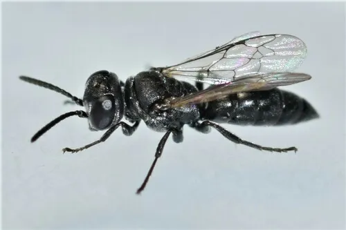 Solierella peckhami