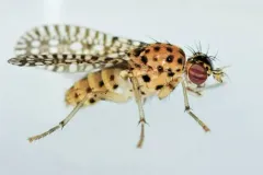 Poecilographa decora thumbnail 4