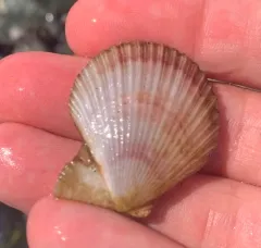 Reddish Scallop thumbnail 3