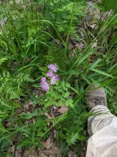 French meadow-rue thumbnail 4