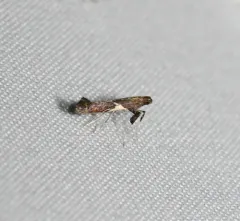 Willow Leafcone Caterpillar Moth thumbnail 2